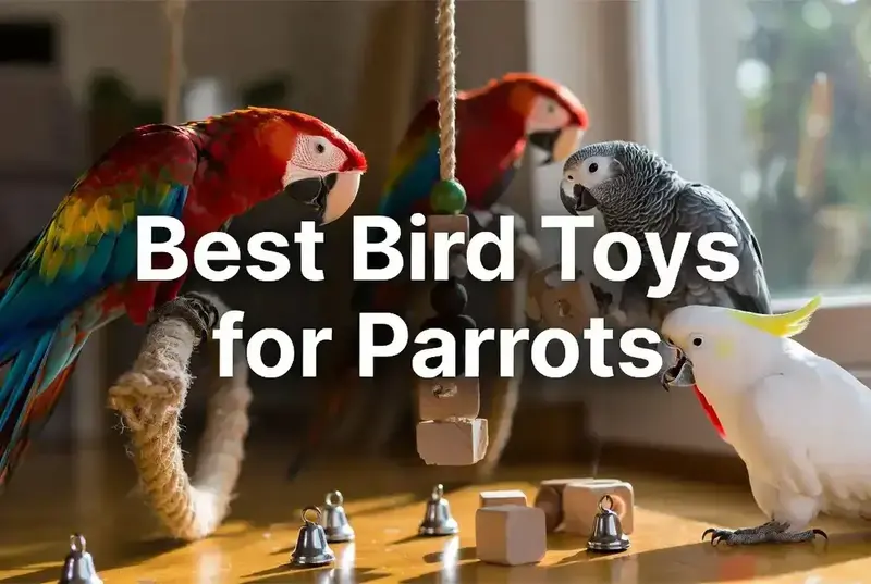 Best Bird Toys for Parrots in USA: Complete 2026 Guide