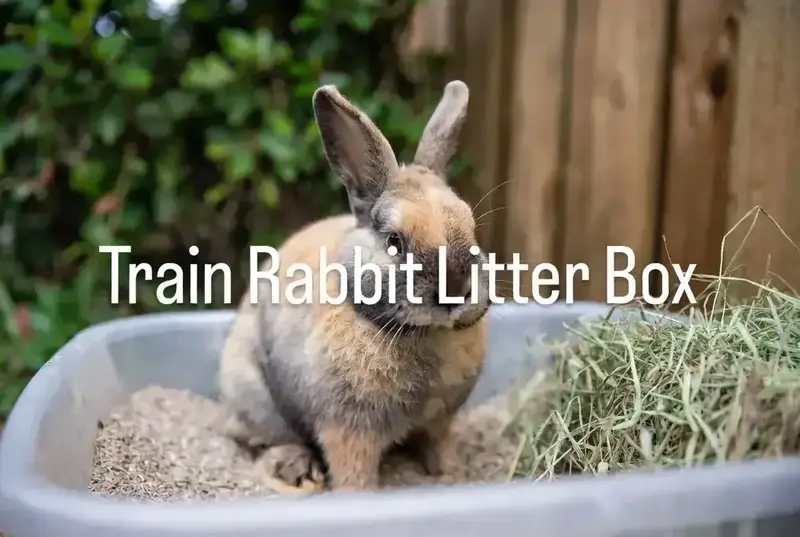 How to Train a Rabbit to Use Litter Box: 2026 Guide