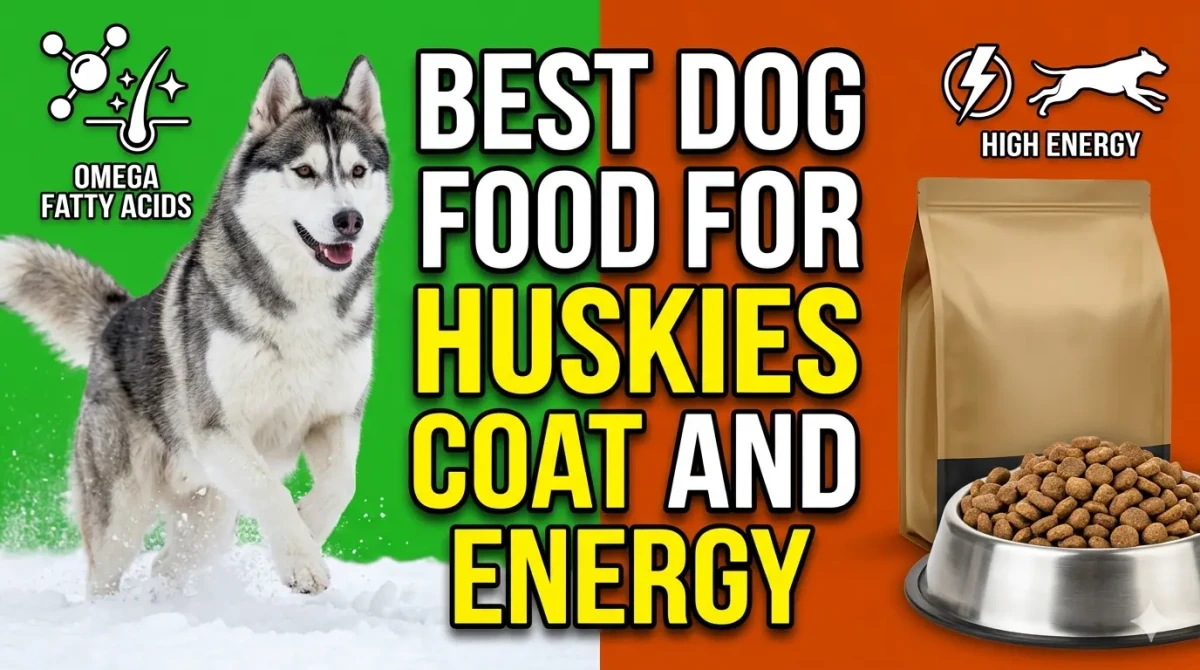 Best Dog Food For Huskies Coat Health And High Energy Diet